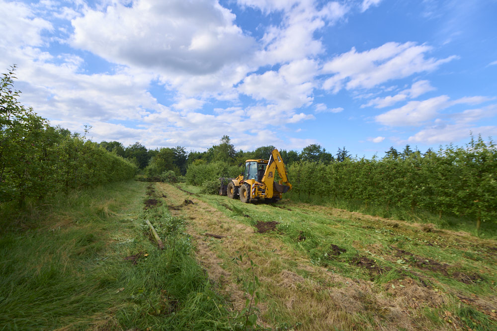 Plant vilde blomster og planter