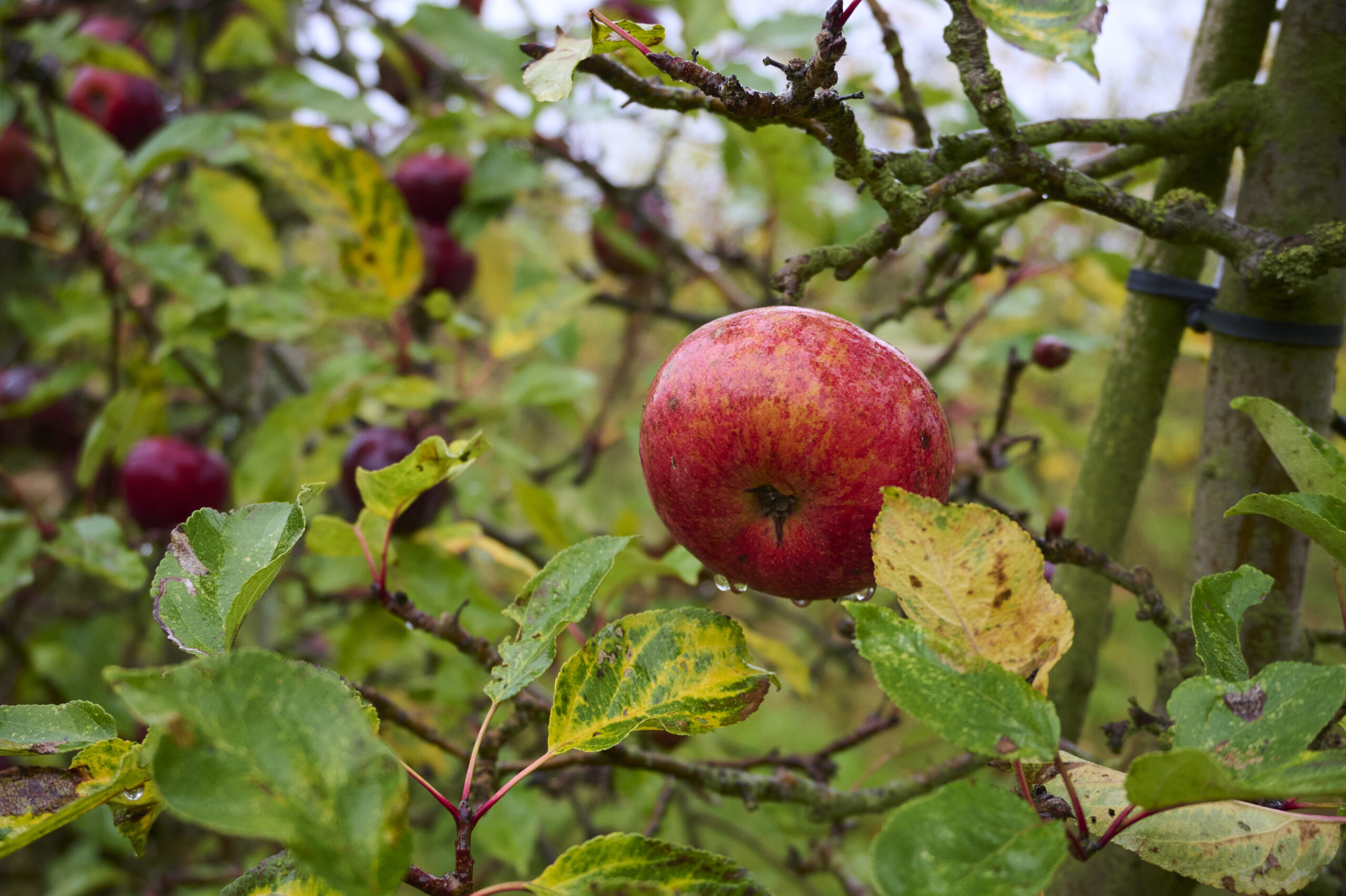 Lad dyrene gå på æblerov!